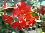 Tinonee-orchids-2 065